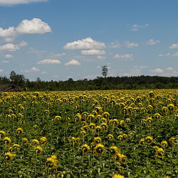 Sunflower Fields - Picture 5 of 5